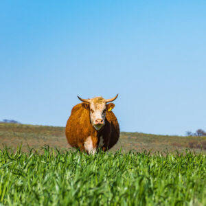 Agriculture - Rain collection and agricultural supplies